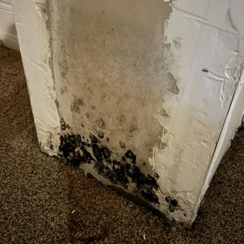 Professional Mold Removal in Pleak, TX